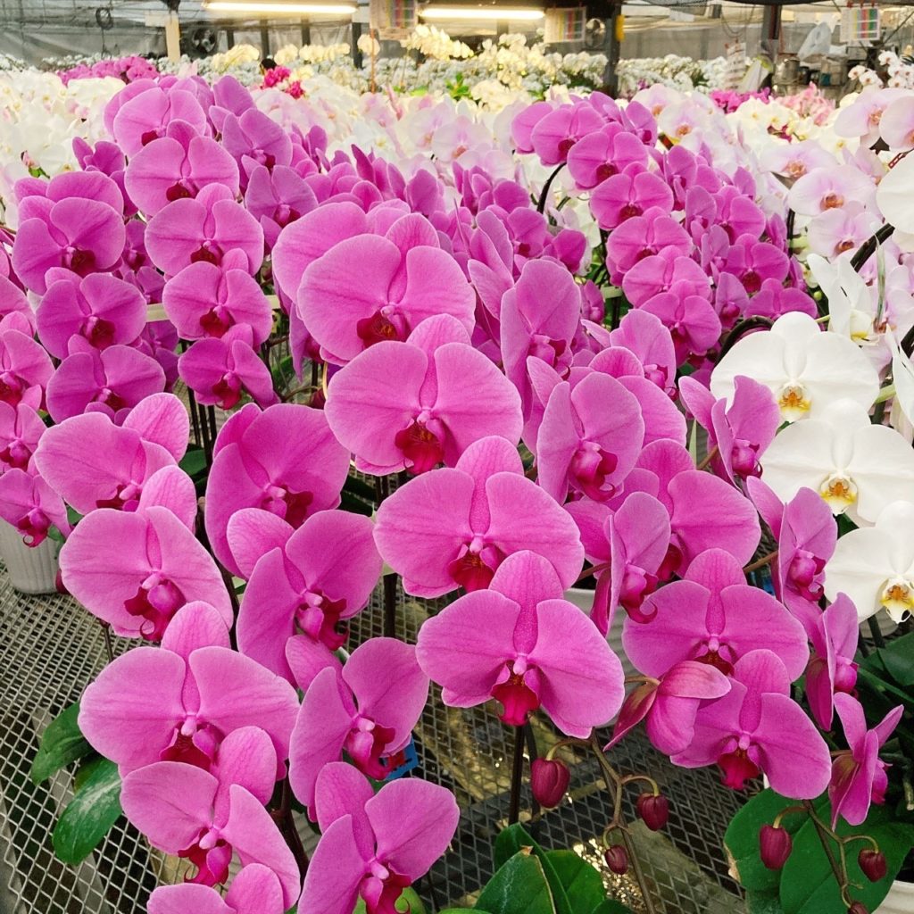 大輪胡蝶蘭 松村洋蘭